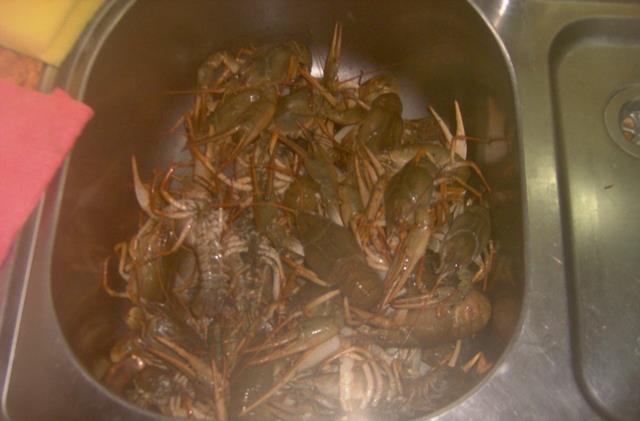 delta Mila 23 - picture-051.jpg